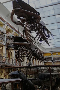 Attraction Museum of Natural History In Dublin